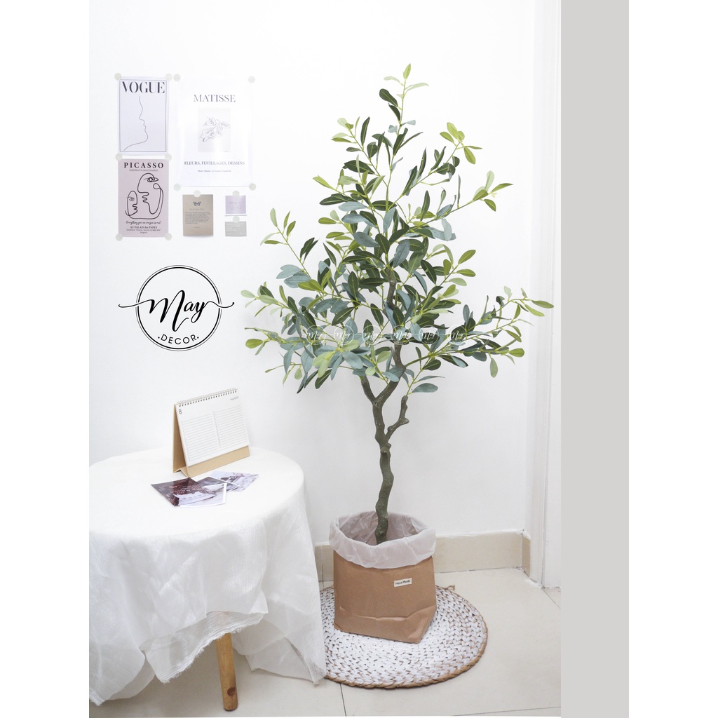 Cây Oliu lá bạc cao 1m, 1m4