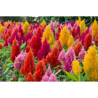 Hạt giống hoa Celosia hoa mào lửa 100h