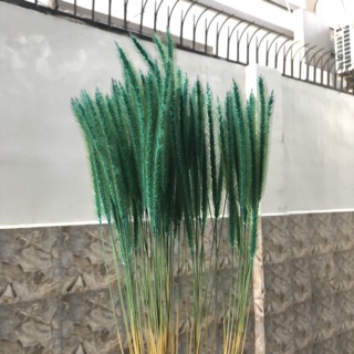Cỏ Đuôi Chồn Khô Trang Trí