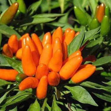 Hạt Giống Ớt Xiêm Cam Siêu Cay Nhập Khẩu Thái Lan