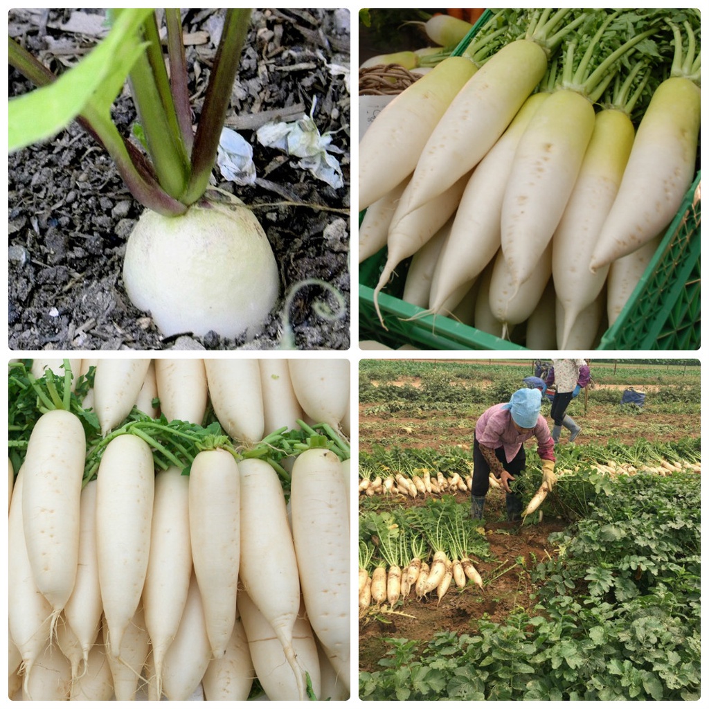 Hạt giống củ cải trắng cao sản 80 hạt siêu ngọn ngon giòn ngọt - rau củ quả trồng chậu, sân vườn ban công RADO