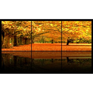 Bộ 3 tranh canvas Hàng cây lá vàng - không khung viền
