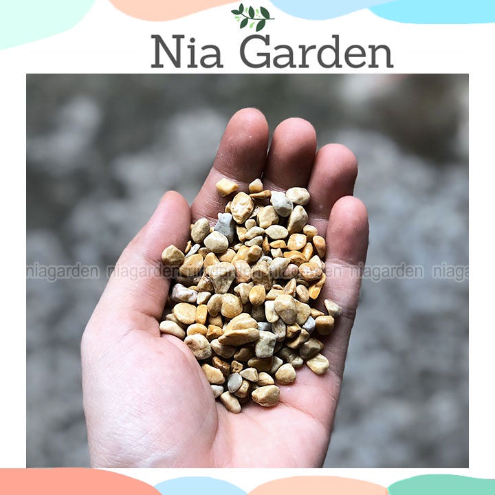 Sỏi vàng size 0.6 - 1 cm trang trí trải gốc chậu cây cảnh hồ cá terrarium Nia Garden N6