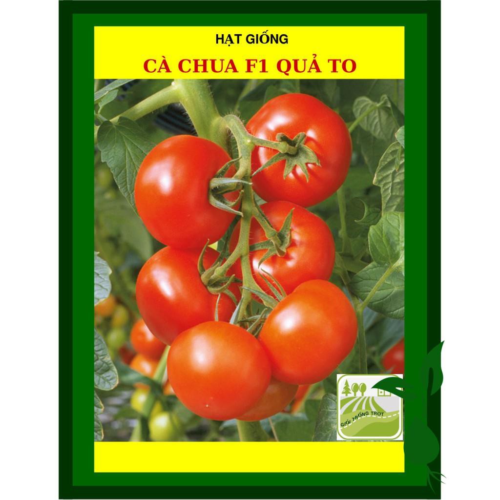 Hạt Giống Cà Chua 1Gram