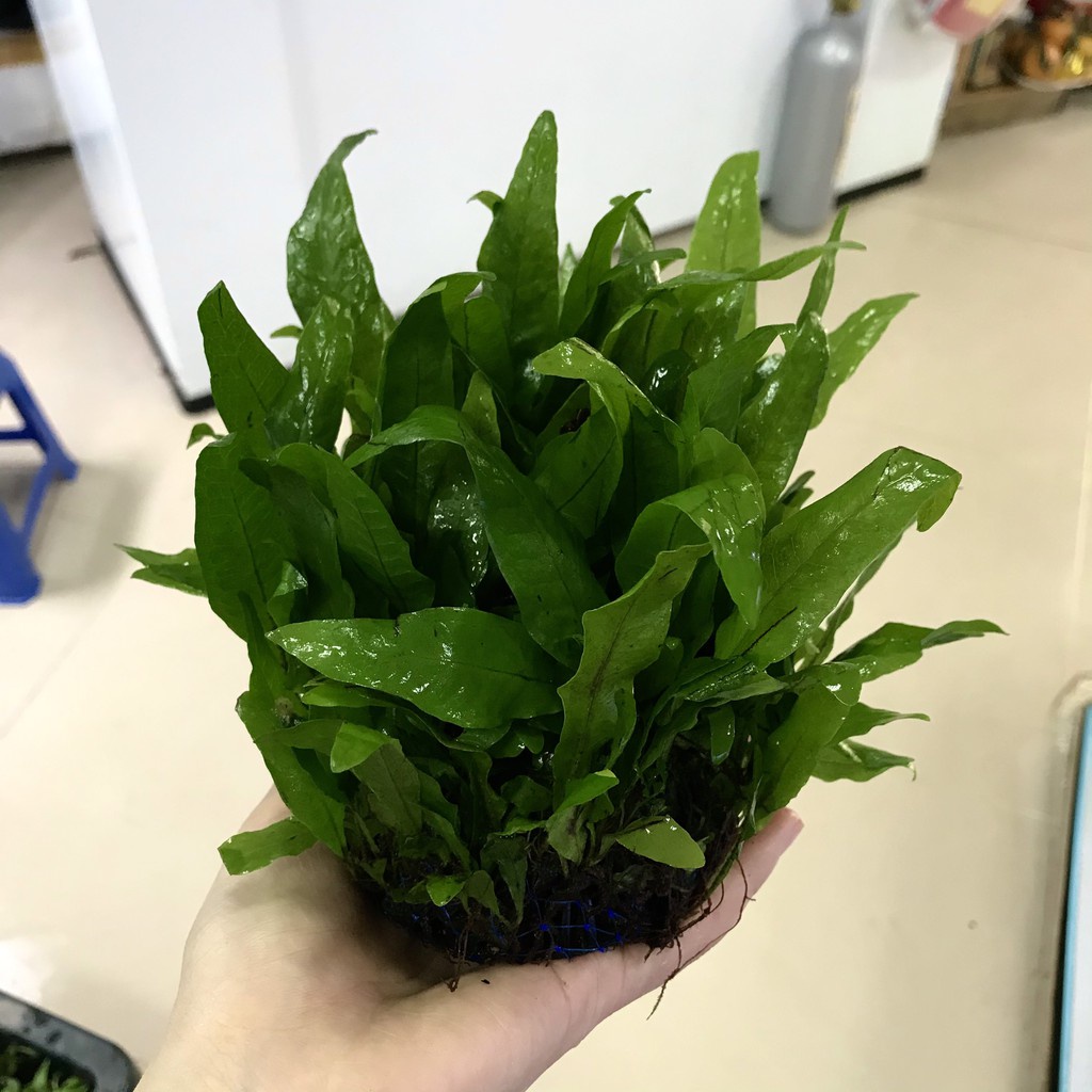 Cây thủy sinh dương xỉ Mỹ Nhân bụi tròn