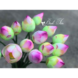 Nụ hoa Sen giấy - 1 cành
