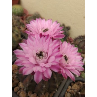 1 cây xương rồng gymno 1-4cm