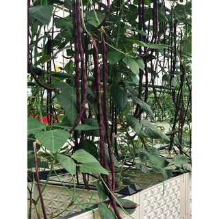 10GR - HẠT GIỐNG ĐẬU ĐŨA LEO ĐỎ