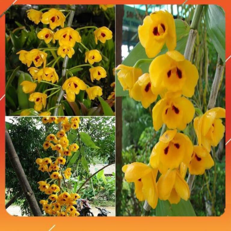 [BÁN CHẠY] 1 bó lan phi điệp vàng rừng tây bắc siêu to, hoa siêu đẹp
