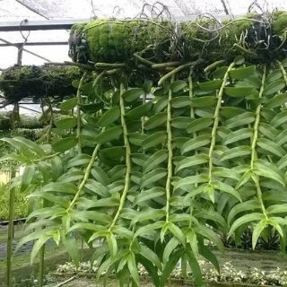 Phân bón dịch trùn quế