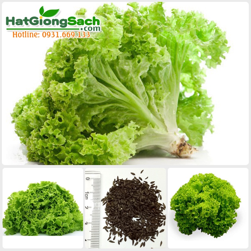 Hạt giống xà lách xoắn, chịu nhiệt tốt, độ đồng đều cao, tỉ lệ nảy mầm cao, trồng quanh năm, gói 1gr