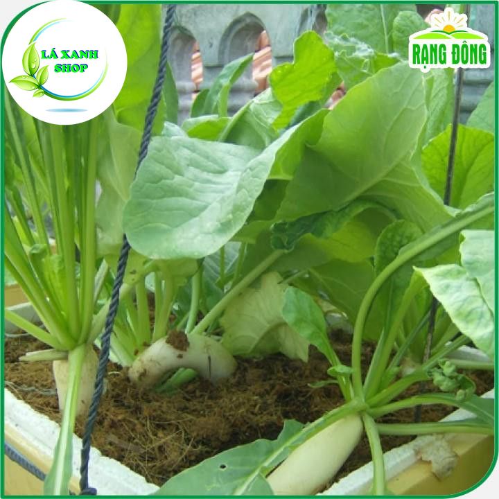 Hạt giống Củ Cải Trắng Dễ Trồng Củ To Dài, Sinh Trưởng Khỏe (gói 20 gram) - Hạt giống Rạng Đông