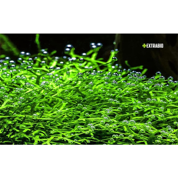 Phân nền thủy sinh Gex xanh túi 2kg (xuất xứ Nhật Bản, không gây đục nước)