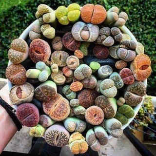 13 SEN MÔNG LITHOPS KÈM CHẬU ĐẤT NUNG