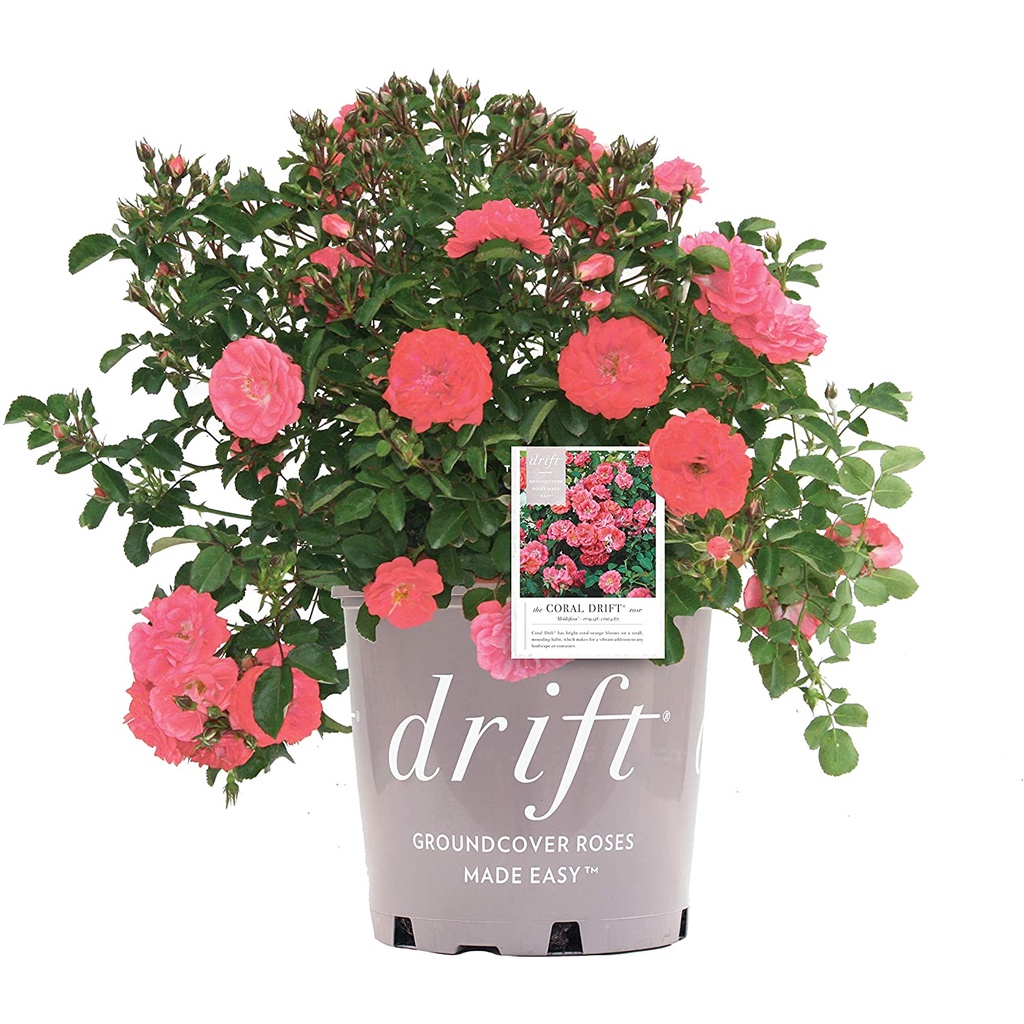 HẠT GIỐNG HOA HỒNG TỈ MUỘI Drift Coral Rose trong chậu 2 Gallon (San hô)