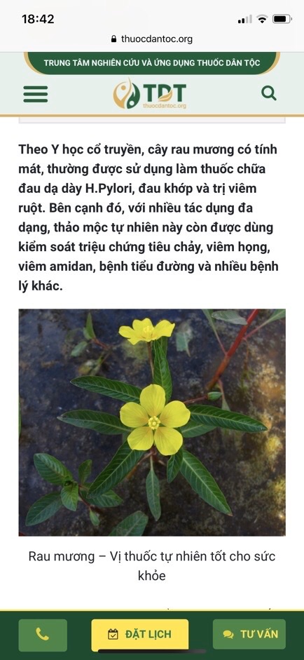 Cây Rau mương 1 kg chuẩn khô