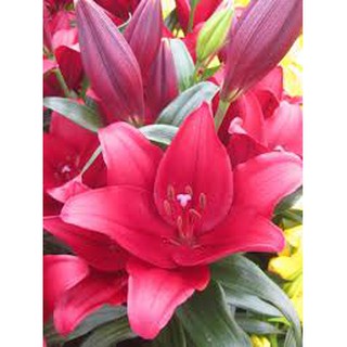 Củ hoa ly cao màu hồng , đỏ, vàng trồng tết