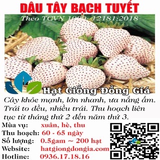 Dâu tây màu bạch tuyết