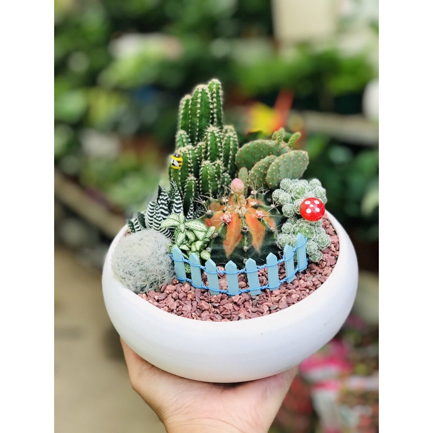 SET TIỂU CẢNH SIÊU ĐẸP BAO GỒM SEN ĐÁ+ XƯƠNG RỒNG+ ĐẤT+CHẬU+ĐÁ RẢI MẶT+ PHỤ KIỆN