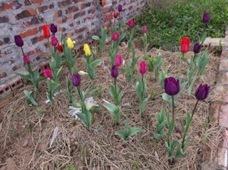 Combo 50 củ hoa Tulip đủ các màu