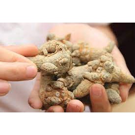 Củ tam thất bắc, bột tam thất giúp ngăn chặn khối u Trà Hoa Cô Ba 500gr