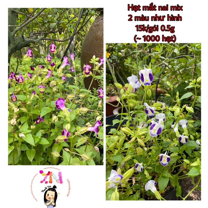 Hạt mắt nai mix 2 màu