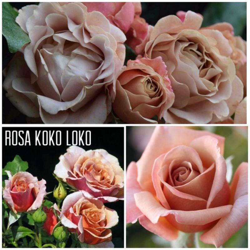 Koko loko rose