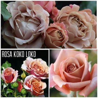 Koko loko rose