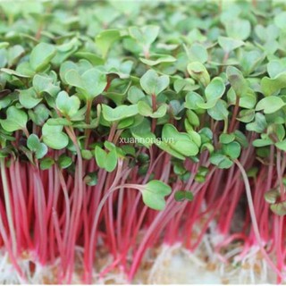 Hạt giống Mầm củ cải đỏ 30gr❤️FREESHIP XTRA❤️