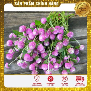 Bộ gói hạt giống Cúc bách nhật