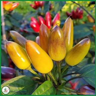 Hạt giống Ớt kiểng tím chùm (hạt tự thu) - 15 hạt