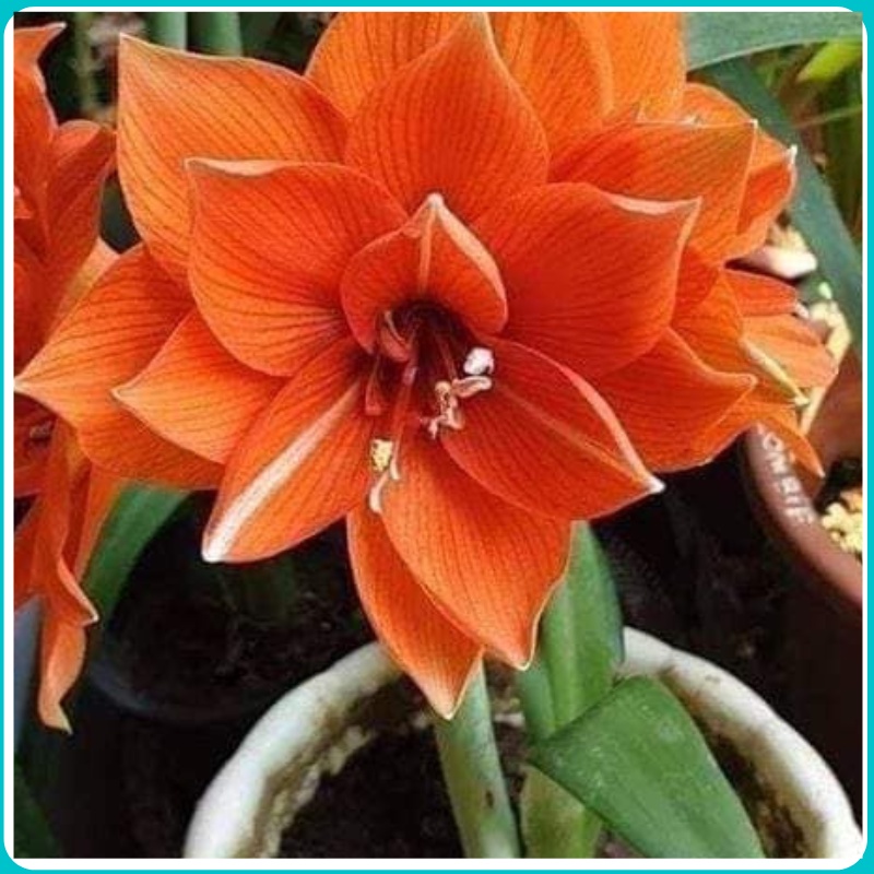 CỦ HOA LAN HUỆ CÁNH KÉP BÔNG TO SIÊU ĐẸP