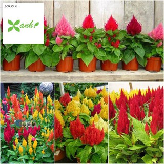 50H - HẠT GIỐNG HOA MÀO GÀ LỬA