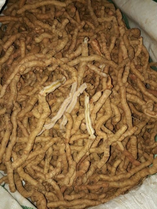 Ba Kích Tím Rút Lõi Sẵn ( hút chân không 1kg)