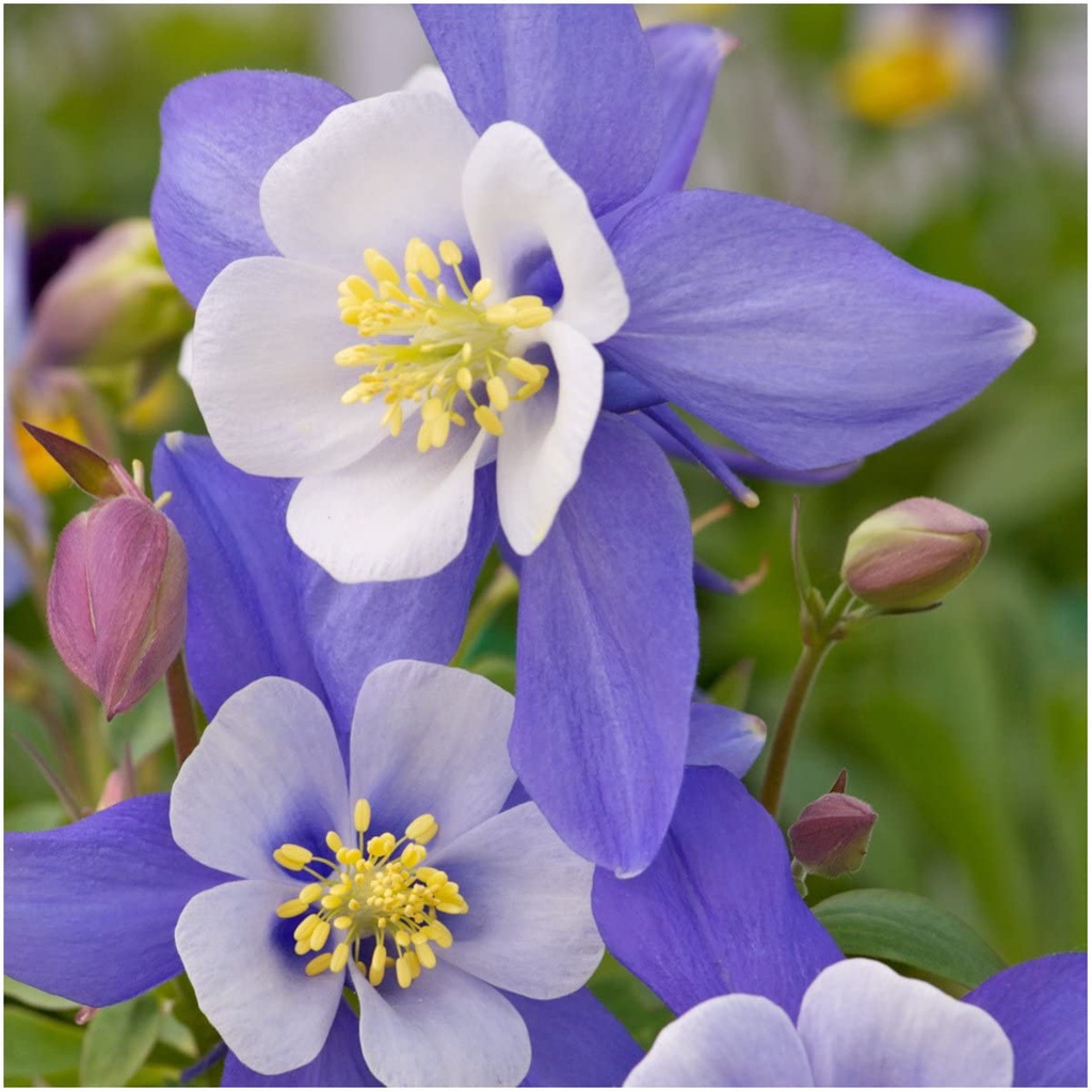 Hạt giống HOA BỒ CÂU Blue Star Columbine để trồng (Aquilegia caerulea) Gói đôi 50 hạt mỗi loại