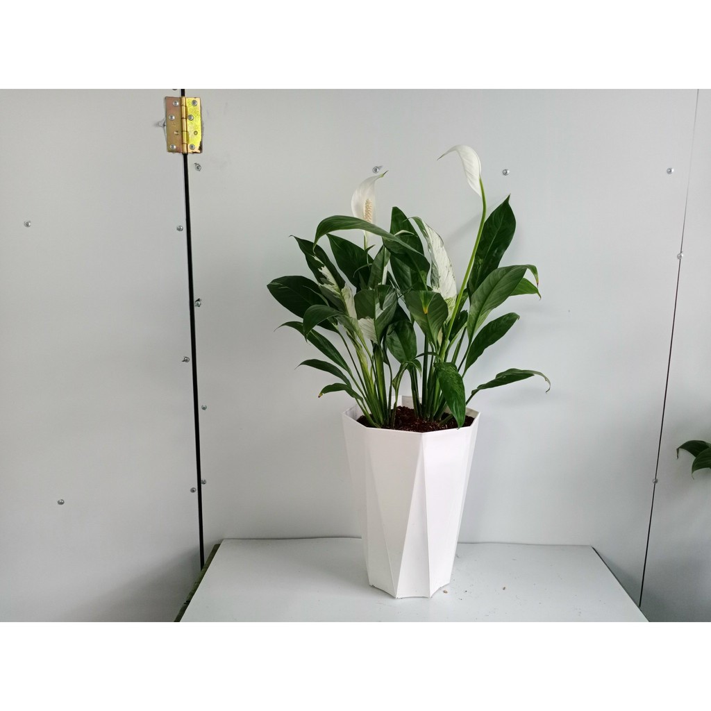 Chậu nhựa tám cạnh 26x32cm