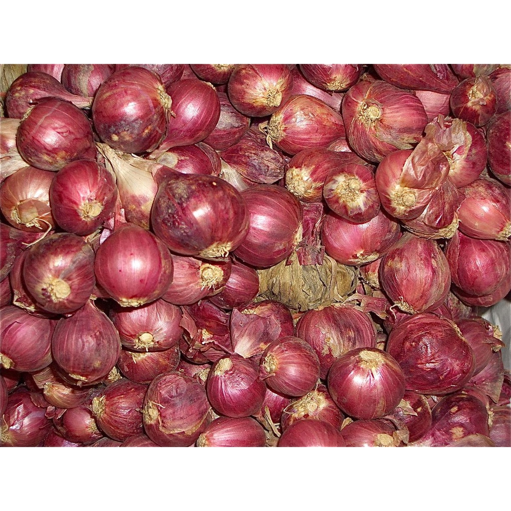 [Rẻ vô địch] Hành tím - Túi lưới 0.5kg- 1kg - Trồng tại đảo Lý Sơn - Cam kết đúng xuất xứ