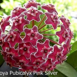 Lan cẩm cù màu đỏ tím như hình ( cây trưởng thành)