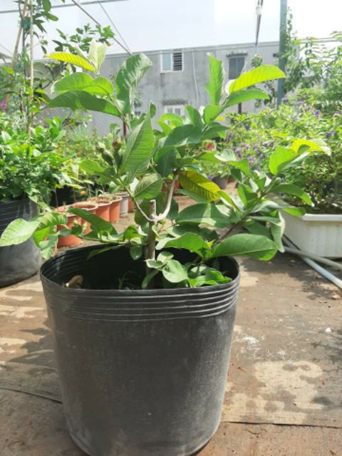 Ổi Đài Loan Lê... đang trái