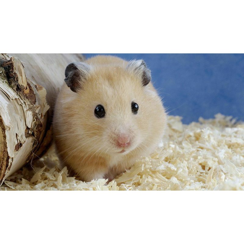 Chuột hamster winter white bông lan