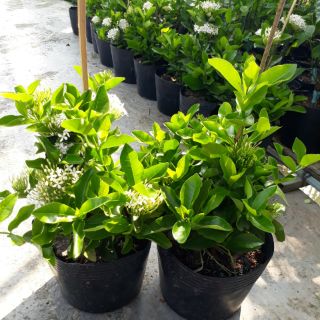Cây 🌲 Trang Mỹ trắng... trắng lá to đang hoa
