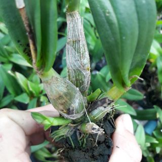 Chóp enobi cây trưởng thành