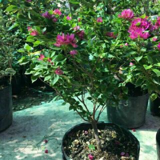 Cây bông giấy mỹ