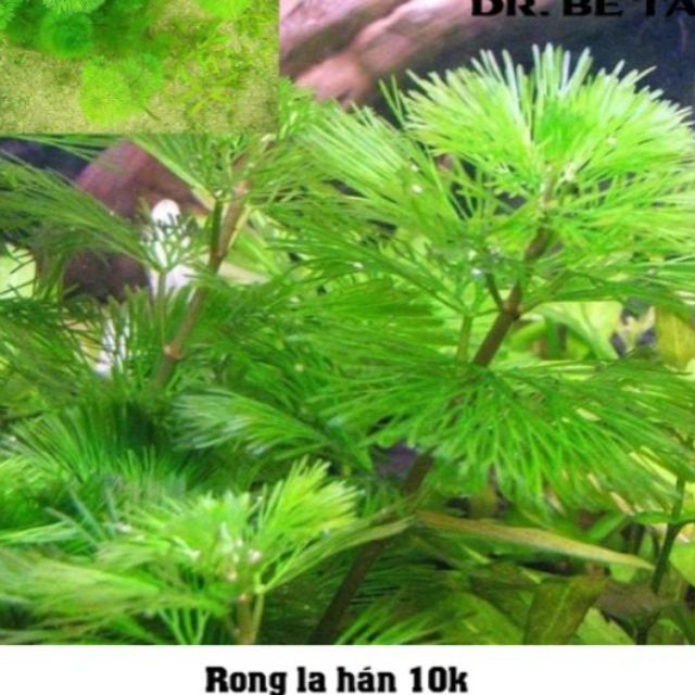 Cây thủy sinh Đại bảo tháp ( La hán)
