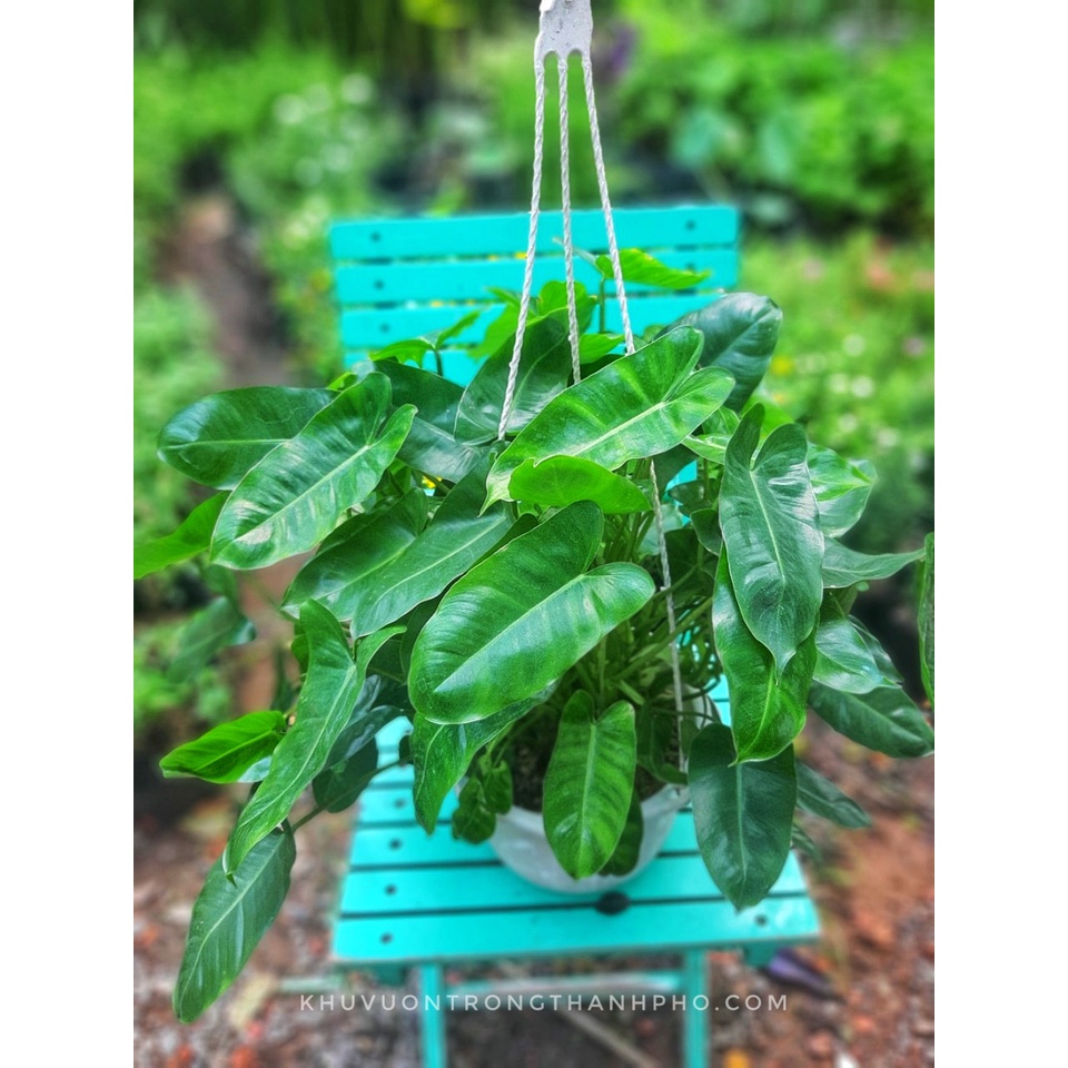Cây Trầu bà Philodendron Burle Marx size bự