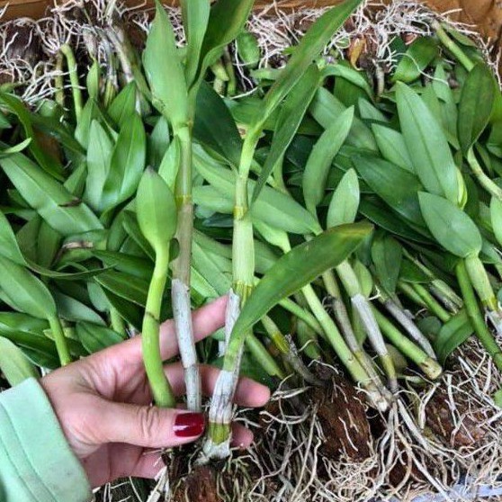 Lan Dendro Sonia hoa nở tết