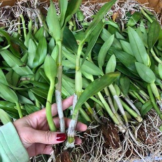 Lan Dendro Sonia hoa nở tết
