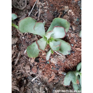 Cây Sen đá Adromischus viền đỏ