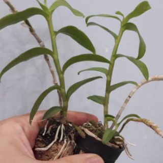 Combo 2 chậu hoa phong lan- phi điệp trắng gieo hạt