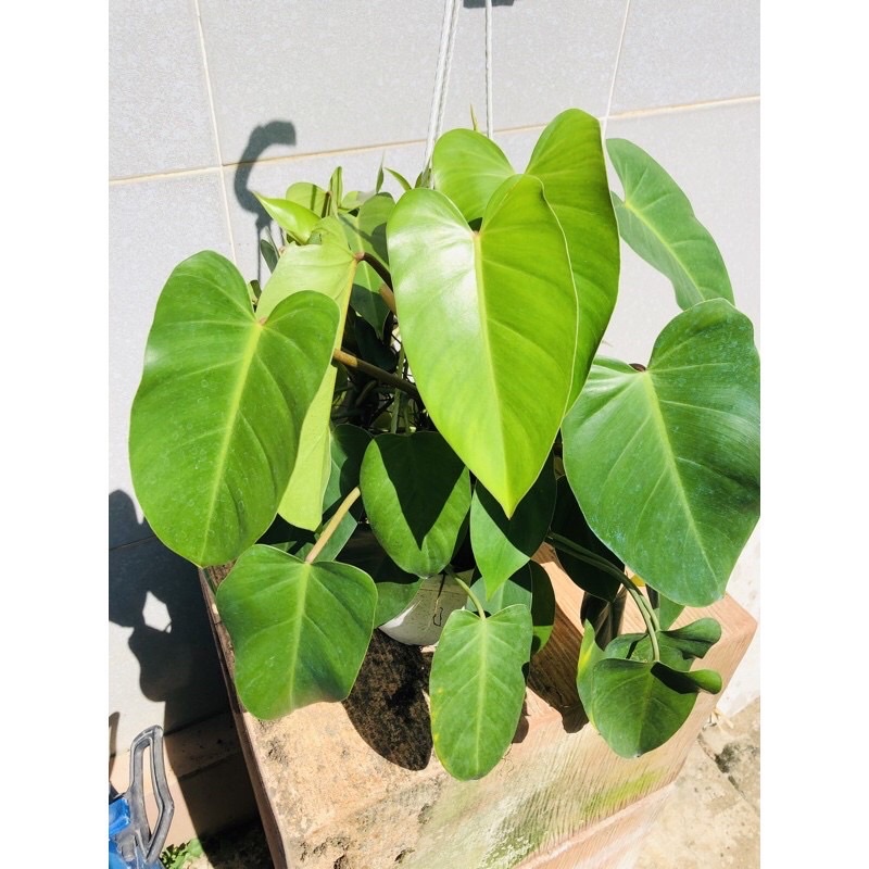 Cây trầu bà tỷ Phú lá tim